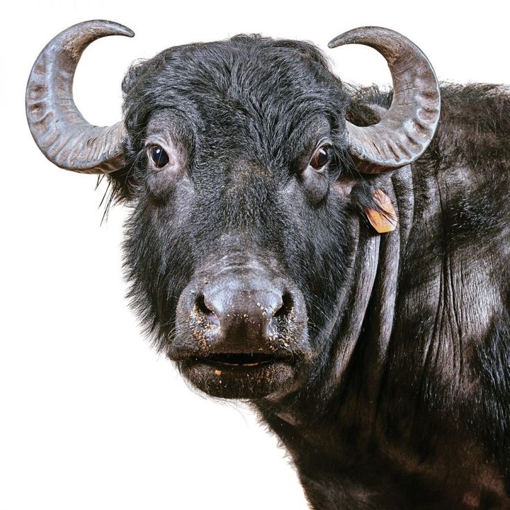 BUFFALO
