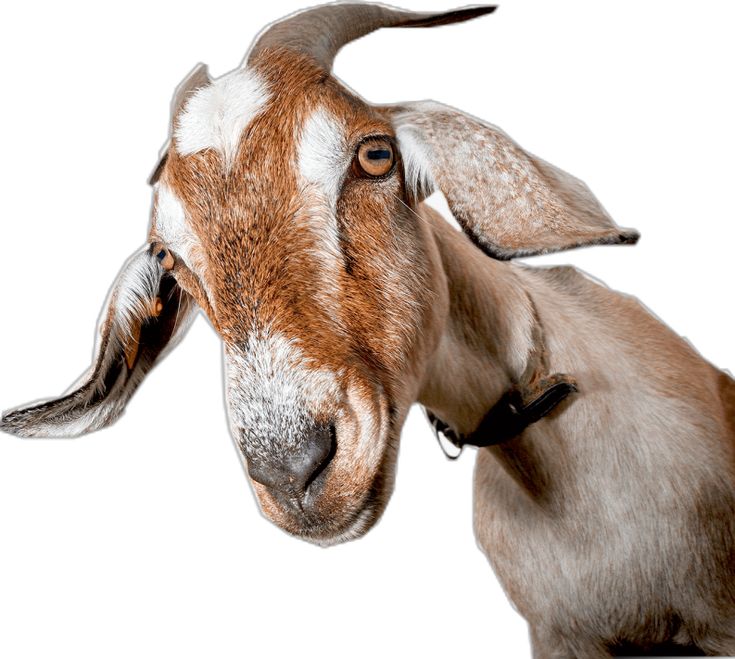 GOAT