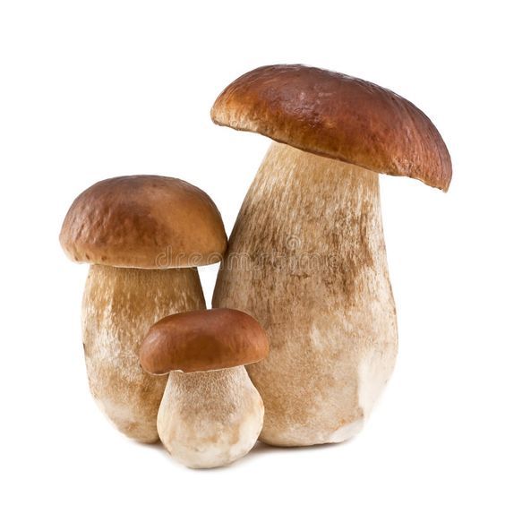 MUSHROOM