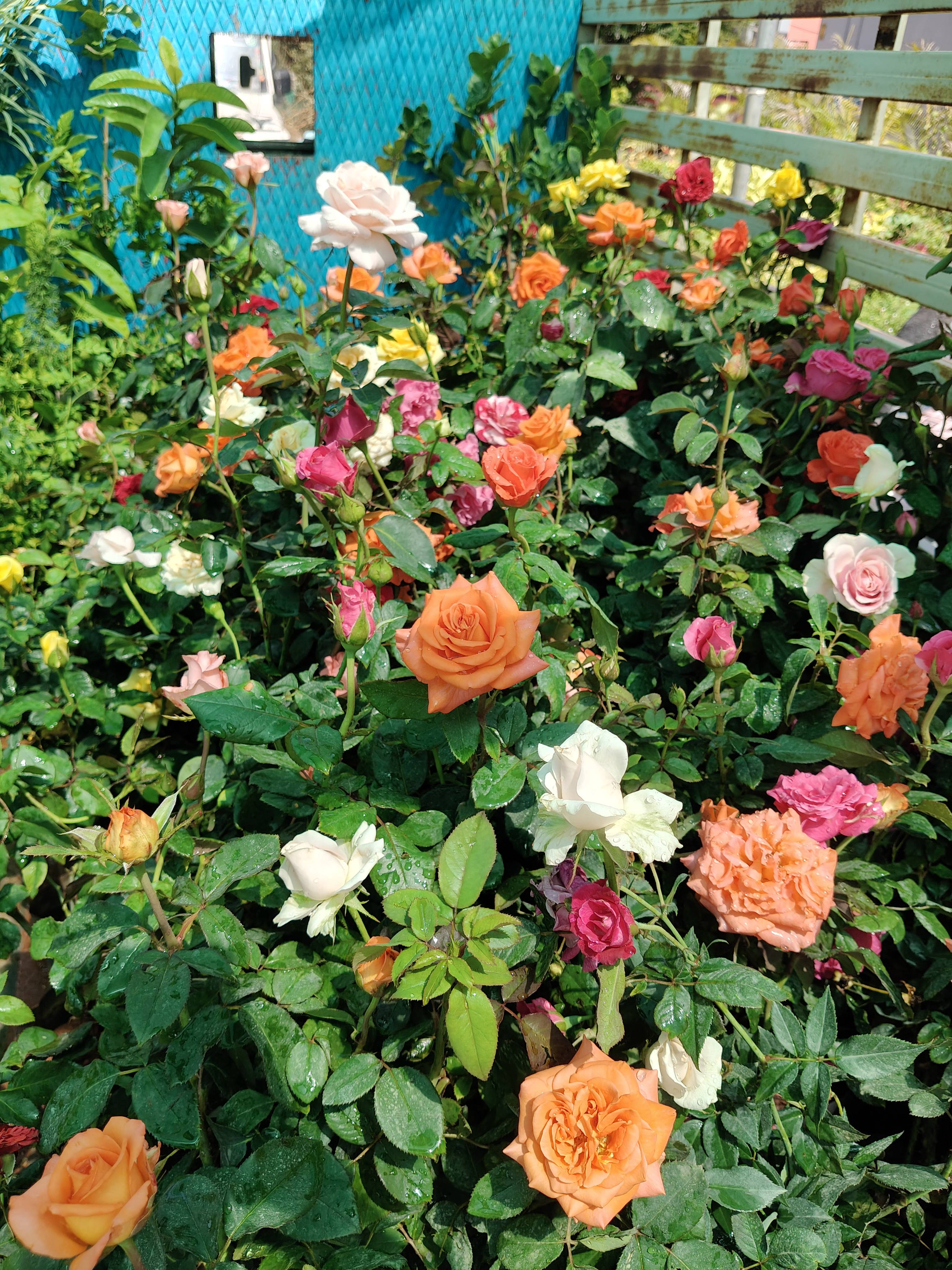 All colour rose